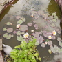 Water Lily [Nymphaea odorata.] 06.08S (Nymphaea odorata (Vistabile))