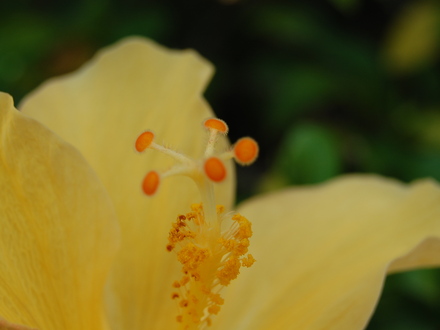 Hibiscus 7