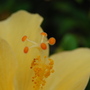 Hibiscus_7
