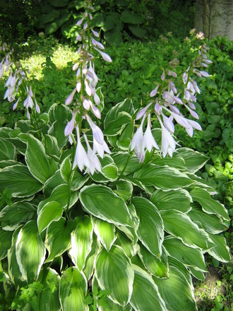 Hosta 'Patriot'  in bloom