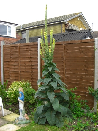 What a beauty (Verbascum olympicum (Greek Mullein))