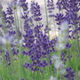 lavander (lavandula)