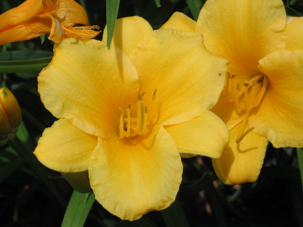 Stella d'Oro daylily (hemerocallis)