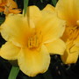 Stella d'Oro daylily (hemerocallis)