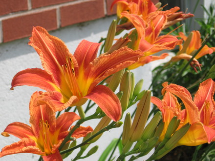 orange daylilies (hemerocallis)