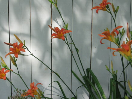 day lilies (hemerocallis)
