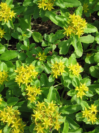 yellow blooms on sedum (Sedum spurium)