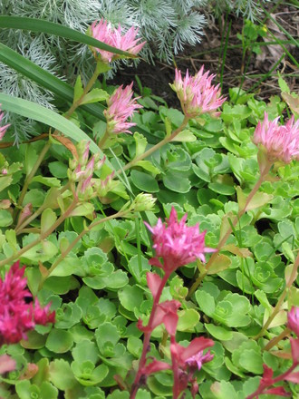 sedum in bloom (Sedum spurium)