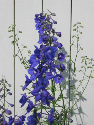 delphinium (Delphinium)