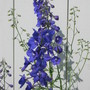 delphinium (Delphinium)