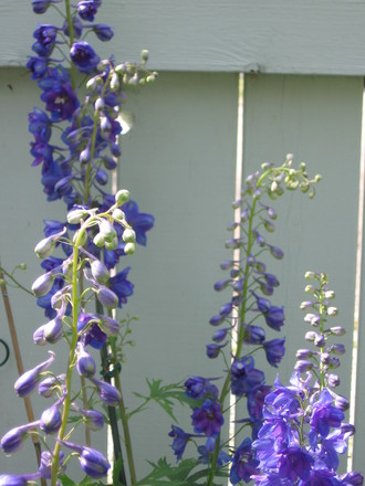 delphinium (Delphinium)