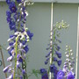 delphinium (Delphinium)