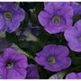 Petunias