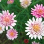 A garden flower photo ("Marguerites" - Chrysanthemum frutescens.)