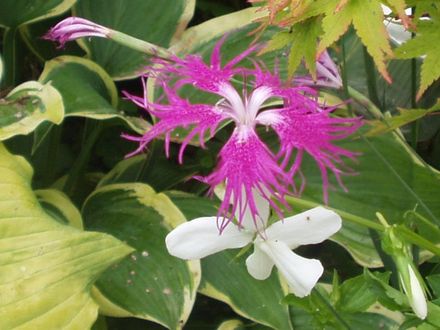Dianthus Superba