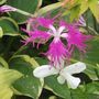 Dianthus_superba