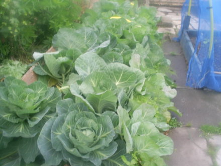cabbage patch in allotment 