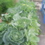 The_patch_763