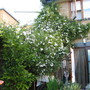 my jasmin