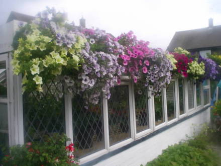 hanging baskets in allotment
