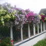 The_patch_883