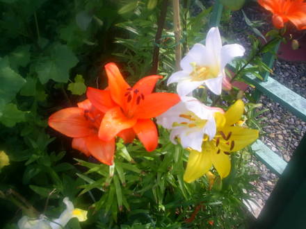 lillys in back garden