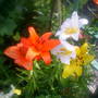 The_patch_902