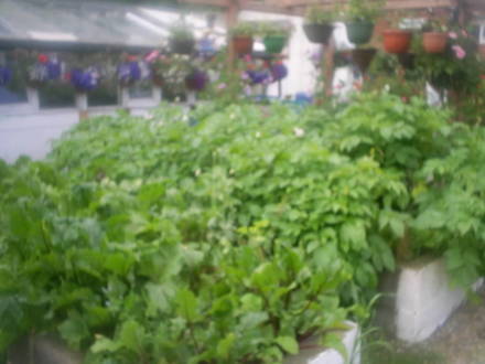 lucys potatoes in allotment