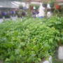 The_patch_892