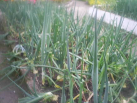 onion bed in allotment