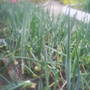 The_patch_884