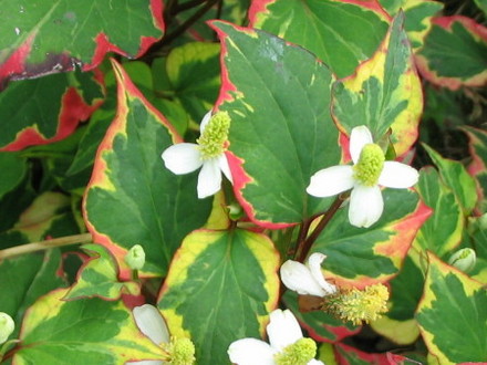 A garden flower photo