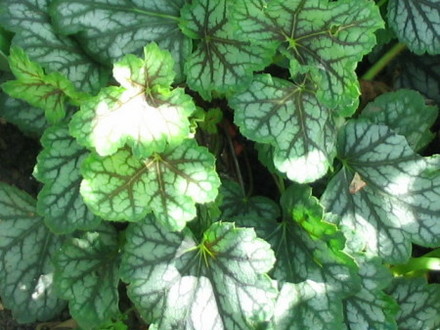 Heuchera Green Spice (Heuchera)