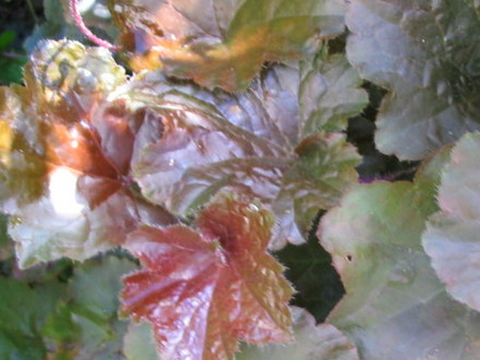 Heuchera Palace Purple (Heuchera cylindrica)
