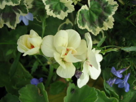 Geranium Guernsey Yellow (Geranium)