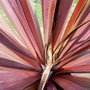 ooer! (Cordyline australis (New Zealand cabbage palm))