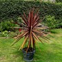 cordyline (Cordyline australis (New Zealand cabbage palm))