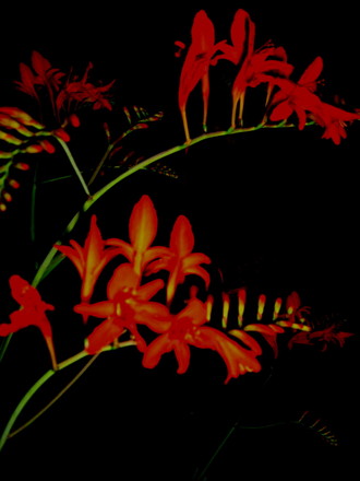 Scarlet Crocosmia 