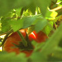 logo tomato of cover of DVD