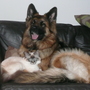 Jess with Anya my Birman