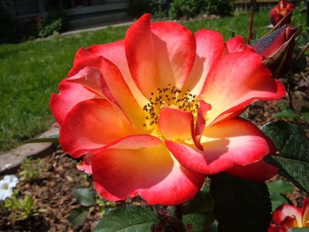 Betty Boop (Rosa)