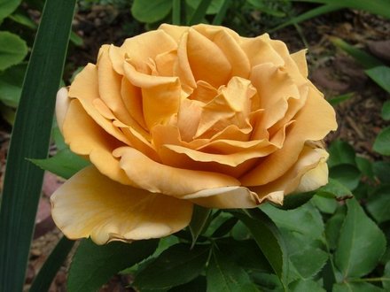 Honey Dijon (Rosa)
