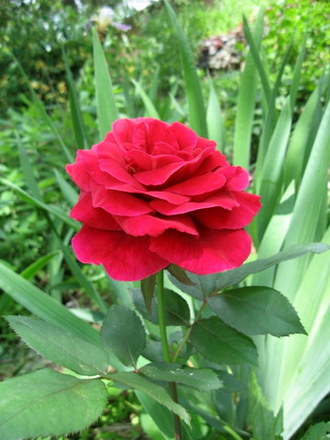 Mr. Lincoln (Rosa)