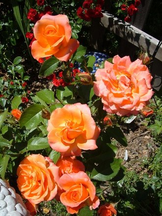 New Year (Rosa)