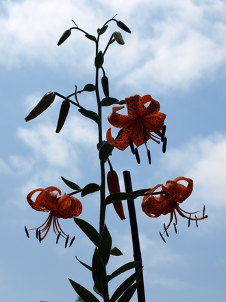 Tiger lilies in the sky :)