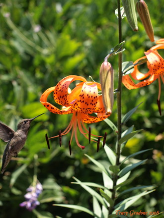 A garden flower photo