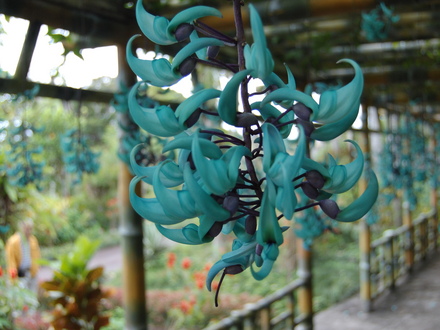 Jade Vine