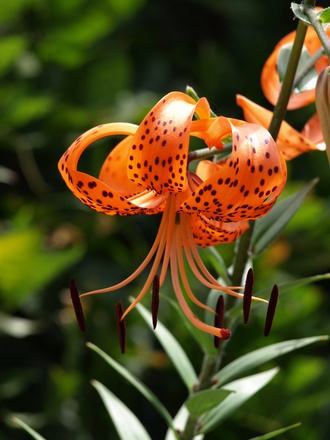 Hope you guys like Tiger lilies as much as I do...  :)