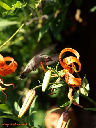 A garden flower photo