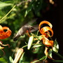 20080720_102b